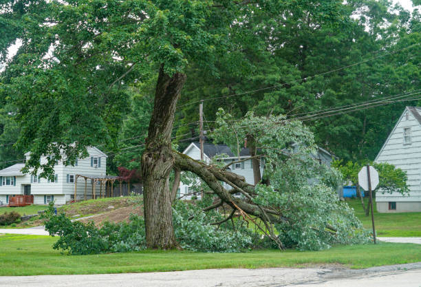 Tree Removal Services in Pinellas Park, FL Free Estimates Available